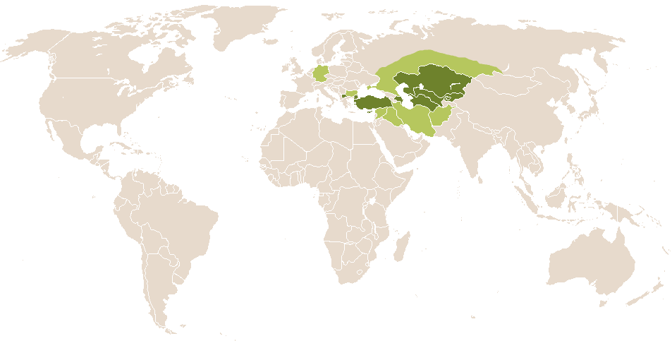 world popularity of Atilla