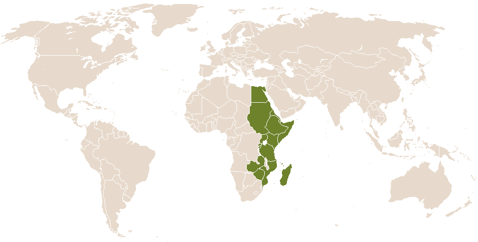 world popularity of Jazara