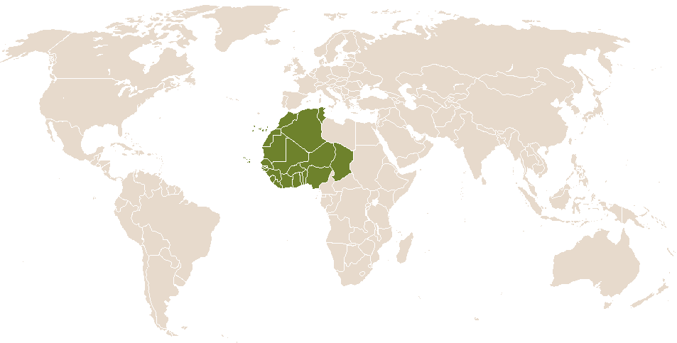 world popularity of Komlan