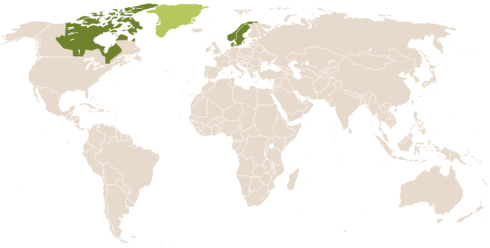 world popularity of Aviaja