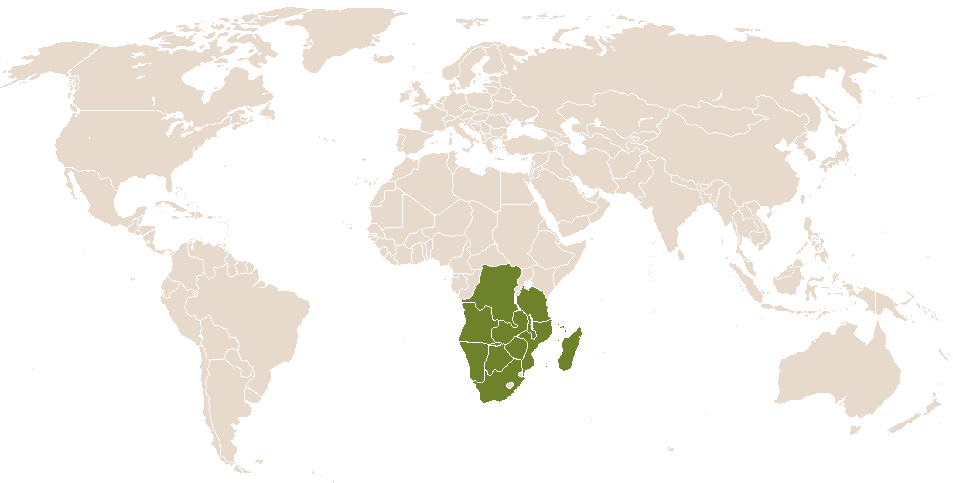 world popularity of Siyabonga