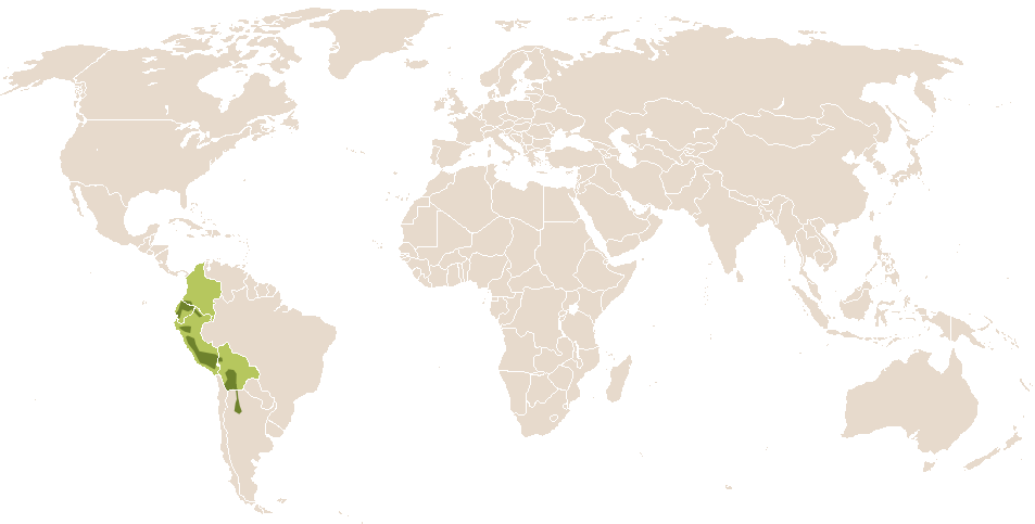 world popularity of Akyasumaq