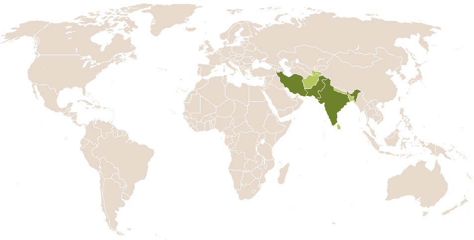 world popularity of Feroz