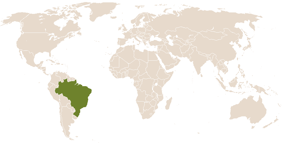 world popularity of Bartira