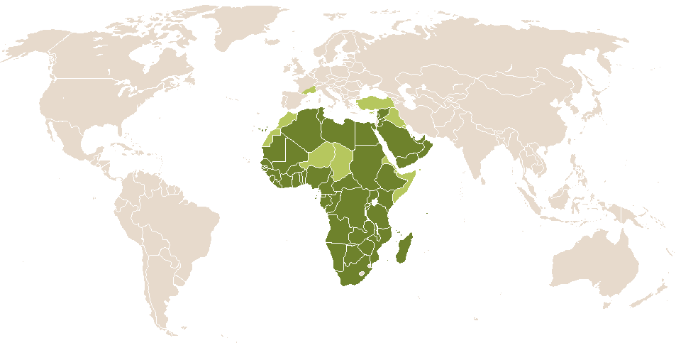 world popularity of Saïda