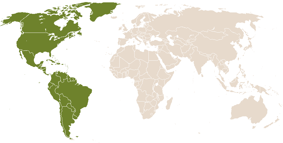 world popularity of Chaske