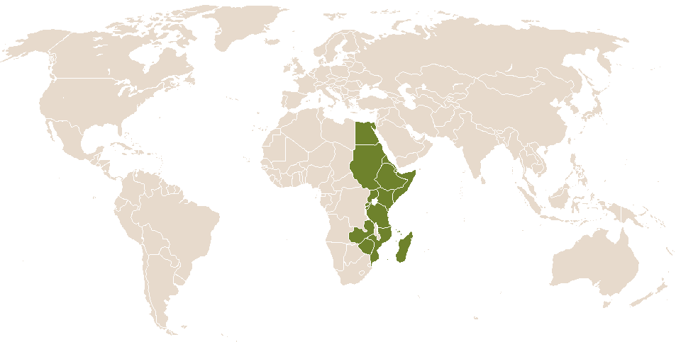 world popularity of Asfekedeshiwal