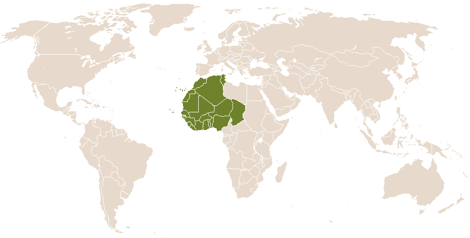 world popularity of Djimon